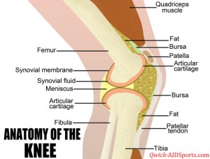 Anatomy-of-the-Knee